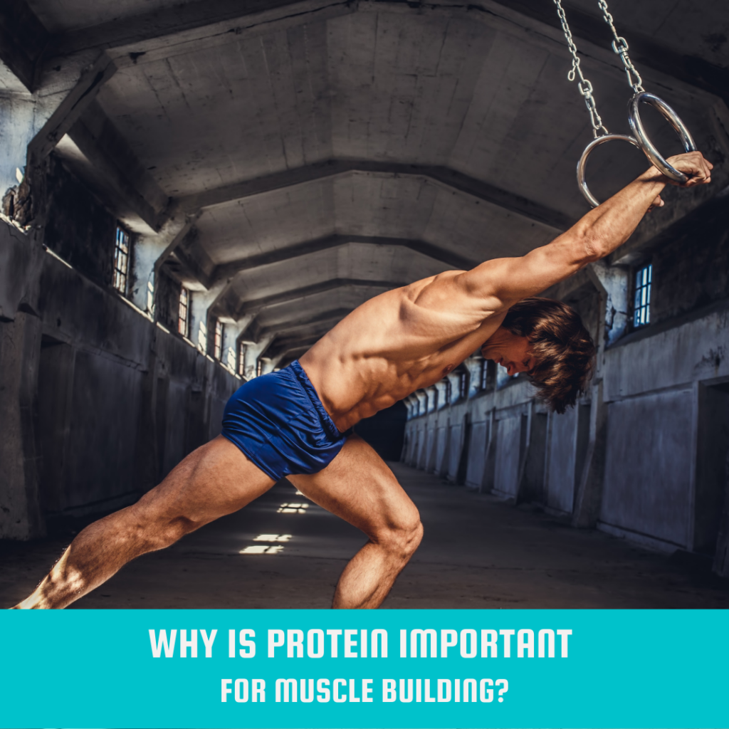Why is Protein Important for Muscle Building?
