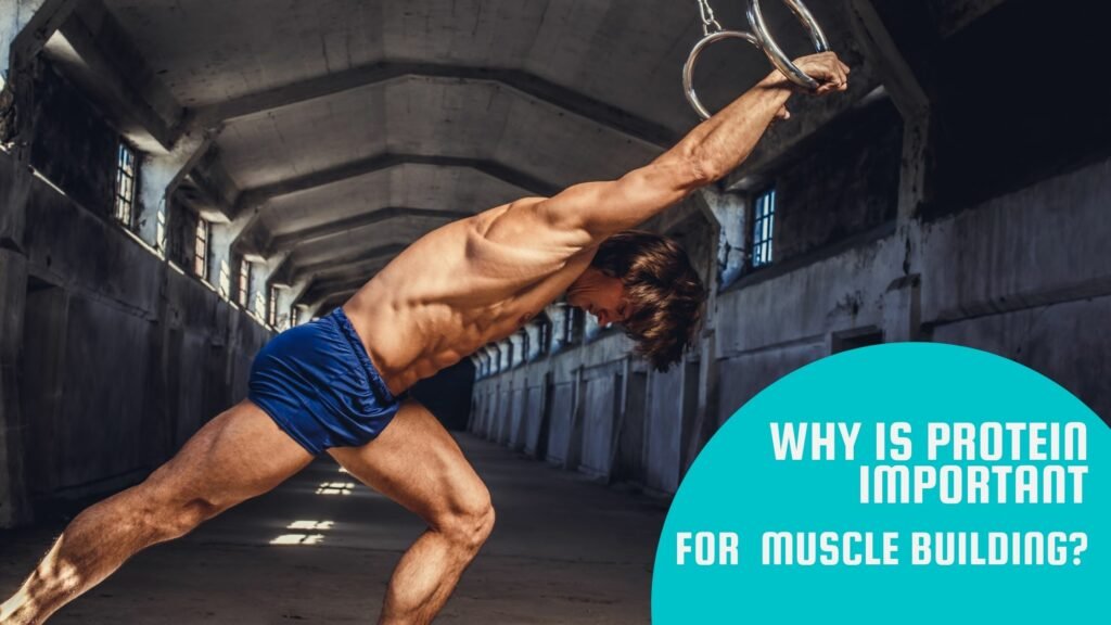 Why is Protein Important for Muscle Building?
